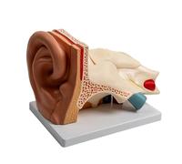 Modèle anatomique de l'oreille élargie pour l'anatomie humaine et l'étude | Modèle d'anatomie d'oreille détaillé pour l'éducation et les études auditives, parfait pour les étudiants en médecine et les