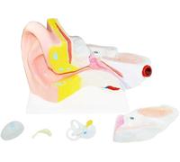 Modèle anatomique de l'oreille humaine Modèle anatomique de l'organe humain agrandi 6 fois Matériel didactique médical Instruments d'enseignement des sciences biologiques