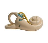 Modèle anatomique de l'oreille interne humaine élargie Le modèle intérieur anatomique montre la structure interne pour le rapport de conférence Structure intérieure