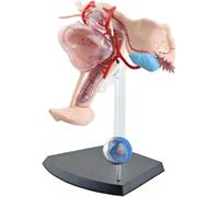 Modèle anatomique de l'utérus du corps humain, modèle d'anatomie du système reproducteur féminin détachable en 19 parties, matériau PVC, for outil éducatif de bureau de médecin.