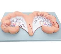 Modèle anatomique de l'utérus et de l'ovaire de porc, système de reproduction animale et éducation à la physiologie, réplique d'anatomie grandeur nature, outil pédagogique for les médecins.