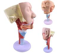 Modèle anatomique de muscle pharyngé de la trachée du larynx pour l'éducation et l'entraînement médicaux