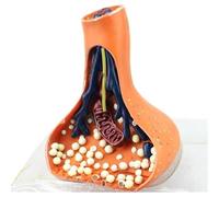 Modèle Anatomique de neurone Synapse, modèle d'anatomie de Synapse Chimique, Aide pédagogique du système nerveux Humain, modèle médical nerveux for l'éducation médicale, démonstration d'éducation