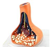 Modèle Anatomique De Neurone Synapse, Modèle D'anatomie De Synapse Chimique - Aide Pédagogique Du Système Nerveux Humain Élargi En 3D For La Démonstration