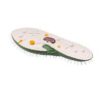 Modèle Anatomique de Paramecium unicellulaire agrandi, spécimen de microorganisme pour l'enseignement et l'éducation en biologie