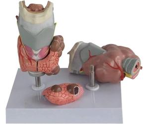Modèle anatomique de pathologie thyroïdienne, hyperthyroïdie et hypothyroïdie, modèle anatomique du système endocrinien humain, outil pédagogique de la gorge thyroïdienne