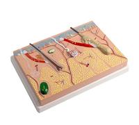 Modèle anatomique de peau 3D Modèle d'enseignement de la peau humaine Modèle d'anatomie de la peau humaine Structure de la peau Modèle anatomique