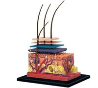 Modèle anatomique de peau 4D, couches cutanées 3D, dermatologie, anatomie | Modèle anatomique de peau 4D, 19 pièces, couches cutanées, structure 3D, matériel pédagogique médical, dermatologie, anatomie