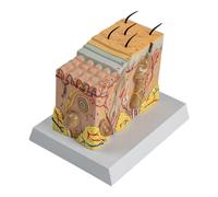 Modèle anatomique de peau Aide à l'éducation de la peau Modèle d'anatomie humaine Modèle Structure humaine Instrument d'entraînement pour médecin anatomique et infirmière
