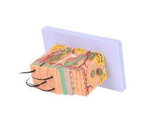 Modèle Anatomique de Peau Humaine 35x, en Plastique Coupe Horizontale | Visualisation Réaliste, Aide à Comprendre L’espace, pour Cours de Biologie, Recherche et Dermatologie