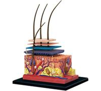 Modèle anatomique de peau humaine, modèle d'anatomie de structure de follicule pileux de peau élargie, affichage de la structure en couches du cycle de processus de croissance des cheveux