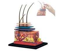 Modèle anatomique de peau, modèle 4D de structure de peau humaine, 19 pièces amovibles, modèles d'anatomie de la peau et des cheveux humains, outil pédagogique pour présentations en classe