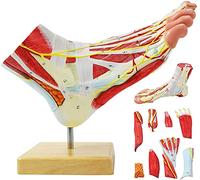 Modèle anatomique de pied humain pour articulation du pied et ligaments neurovasculaires - Modèle main pied pied chirurgical