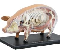 Modèle anatomique de porc en 4D - 19 organes détachables for démonstrations et enseignement médical