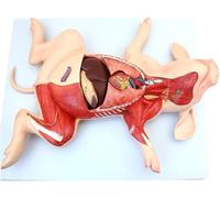 Modèle anatomique de porc, squelette de porc, échelle 1:1-10 organes détachables, modèle anatomique animal, for la formation vétérinaire, les cliniques et les écoles for animaux de compagnie.