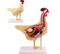 Modèle anatomique de poulet, kit de modèle d'anatomie animale 3D avec organes et squelette amovibles, ensemble de biologie détaillé for étudiants vétérinaires, agriculteurs.