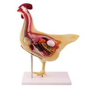 Modèle anatomique de poulet, modèle d'anatomie animale, modèles de simulation de poulet détachables d'organes, for l'éducation médicale en biologie animale.