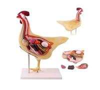 Modèle Anatomique de Poulet, modèle d'anatomie d'organe de Poulet Amovible, Organes internes Amovibles et Conception de Squelette, for l'enseignement des études