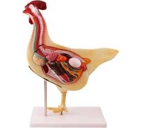 Modèle anatomique de poulet - Outil d'apprentissage réaliste pour organes | Modèle réaliste d'anatomie de poulet - Outil d'enseignement détaillé des organes et des intestins pour l'enseignement