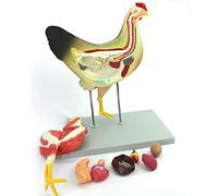 Modèle anatomique de poulet pour étude et enseignement, pièces amovibles | Modèle d'anatomie de poulet éducatif - Pièces détachables détaillées pour une étude et un enseignement efficaces en cours de