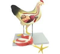 Modèle anatomique de poulet, spécimen de squelette 4D avec marquage numérique, design anatomique hautement simulé, pièces détachables pour l'enseignement médical de la biologie animale