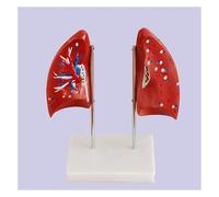 Modèle Anatomique De Poumon Humain for L'éducation Et La Recherche | Modèle en PVC durable for enseigner l'anatomie, parfait for les écoles et les enfants.