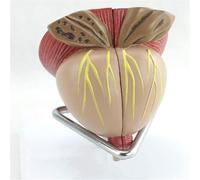 Modèle Anatomique de Prostate Masculine Grandeur Nature, organe de la Prostate Humaine, détachable en 4 Parties, Outil pédagogique for l'apprentissage et la démonstration.