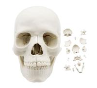 Modèle Anatomique De PVC De 14,6 Cm, Taille 5,75, En 3 Parties, Anatomie Réaliste Médicale Peinte Avec Calvaire Amovible Et Mâchoire Articulée | Structures Dettagl