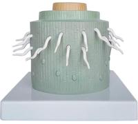 Modèle anatomique de racine de dicotylédone, modèle d'anatomie végétale, modèles de comparaison d'enseignement expérimental de structure cellulaire biologique for l'aide à la formation médicale.
