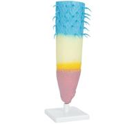 Modèle anatomique de racine de plante en salle de classe, outil de démonstration de biologie aide pédagogique réaliste modèles d'anatomie des racines des plantes équipement d'enseignement de la