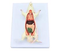 Modèle Anatomique de Rat, matériel Peint à la Main de de Formation éducative d'animal d'anatomie