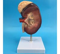 Modèle anatomique de rein humain agrandi 2X - Structure détaillée et texture claire à des fins éducatives