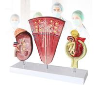 Modèle anatomique de rein humain, modèle de néphron, modèle glomérulaire, modèle du système urinaire utilisé dans les écoles, les hôpitaux, l'enseignement et les laboratoires.