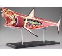 Modèle anatomique de requin 4D - Modèle anatomique animal éducatif avec 20 organes détachables for l'étude et l'enseignement de la biologie