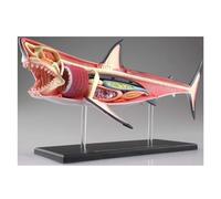 Modèle anatomique de requin 4D, modèle d'organes détachable en 20 parties, modèle anatomique animal for l'étude, l'exposition et l'enseignement, jouet à assembler