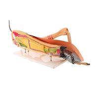 Modèle Anatomique de Sauterelle Base, Pièces Détachables en PVC | Enseignants en Entomologie et Biologie, Visualisation Claire des Organes, Salle de Classe ou Musée