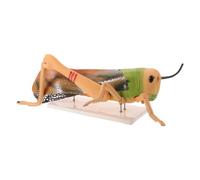 Modèle Anatomique de Sauterelle Démontable en PVC Socle pour Entomologie | Pièces Amovibles, Représentation Précise, Assemblage Pratique, Support Pédagogique Destiné aux Enseignants et Classes