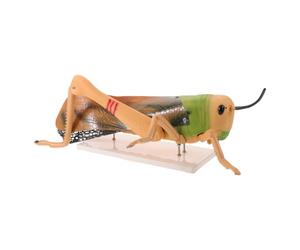 Modèle Anatomique de Sauterelle Démontable en PVC Socle pour Entomologie | Pièces Amovibles, Représentation Précise, Assemblage Pratique, Support Pédagogique Destiné aux Enseignants et Classes