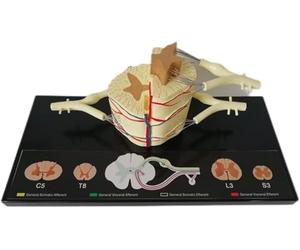 Modèle anatomique de section transversale de la moelle épinière | Modèle anatomique de segment de colonne vertébrale humaine et vaisseaux sanguins, for l'enseignement en faculté de médecine