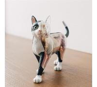 Modèle Anatomique De Squelette De Chat en Blanc Et Noir Modèle Anatomique De Chat Modèle De 28 Organes Et Parties du Corps Démontables Modèle Anatomique De Chat avec Vision 4D