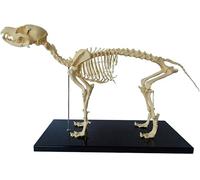 Modèle anatomique de squelette de chien pour l'enseignement, modèle d'enseignement de l'anatomie canine pour l'étude de la biologie humaine, squelette de chien détaillé grandeur nature pour