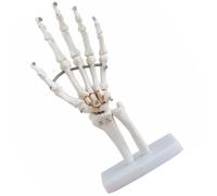Modèle Anatomique de Squelette de Main Articulée, Taille Réelle, PVC | Socle Stable, Visualisation Claire des Articulations, pour Cours Médicaux et Consultations Orthopédiques Style Aléatoire