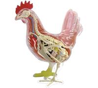 Modèle anatomique de squelette de poulet 4D, 1 pièce, puzzle éducatif détachable de 32 pièces, for applications médicales et études.