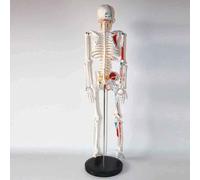 Modèle anatomique de squelette humain avec support en métal Anatomie médicale Hauteur 85 cm Bras et jambes détachables Crâne détachable