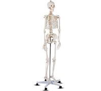 Modèle anatomique de squelette humain avec support roulant pour l'enseignement de l'anatomie et l'étude médicale