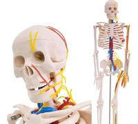 Modèle anatomique de squelette humain de 85 cm avec nerfs et artères : un outil précieux pour les étudiants, les enseignants et la recherche en médecine A