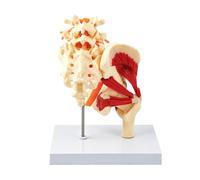 Modèle anatomique de squelette pelvien lombaire à l ' échelle 1: 1, modèle de colonne lombaire et de bassin pour l ' étude de l ' anatomie et la formation Anatomical Pelvis