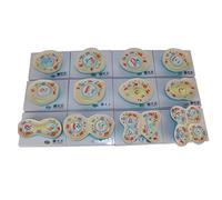 Modèle anatomique de structure cellulaire en 12 parties, affichage l'étape division taxonomie for l'enseignement la biologie