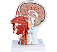 Modèle anatomique de tête grandeur nature : crâne, demi-corps humain avec système neurovasculaire superficiel et musculature, cerveau, destiné à l'enseignement et à l'apprentissage médicaux