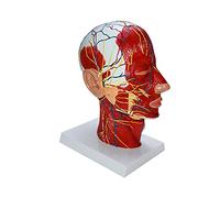 Modèle anatomique de tête humaine avec éducation neurovasculaire musculaire Modèle d'enseignement pour la science en salle de classe